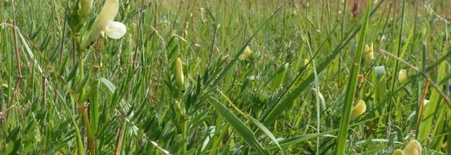 Vicia lutea  -  vesce jaune