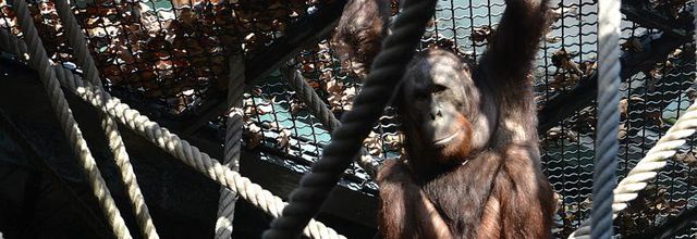 Ménagerie du Jardin des Plantes : L'Orang-Outan (2)