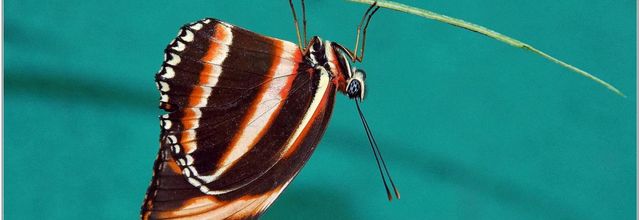 Tigre Orange (2) - Dryadula phaetusa