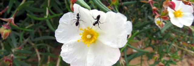 des bébètes à Falésia