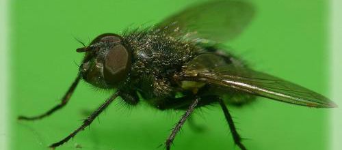 Pollenia sp