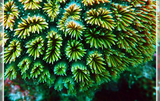 Corail piquant, Corail cristal, Starburst coral, Grass coral (Galaxea fascicularis) - Moofushi - Atoll d'Ari - Maldives