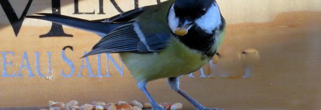 Mésange et ...