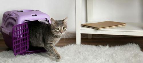 Combien de temps mon chat peut-il rester seul ?