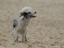Border Collie Blue Merle