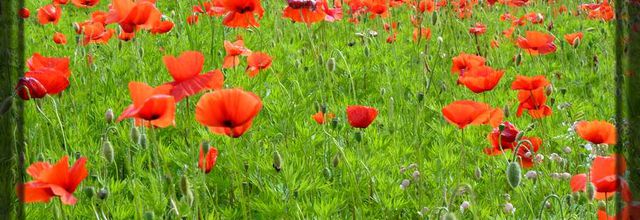 Gentil coquelicot Madame