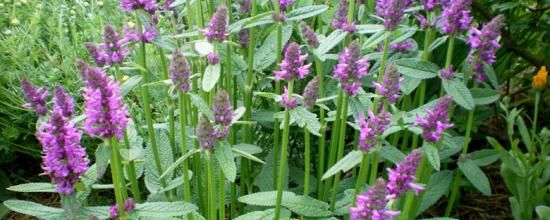 Stachys officinalis 'Hummelo'