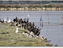 Réunion de Grands Cormorans et de Goélands Leucophées...