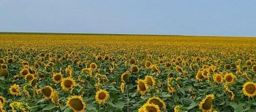 ... quelques tournesols...