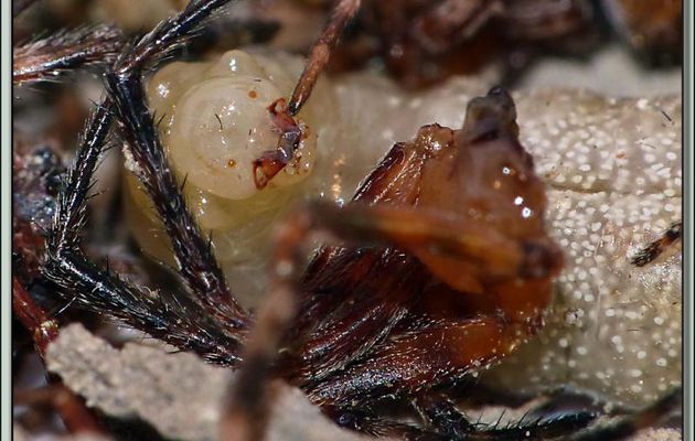 La saga de la Pélopée courbée (Sceliphron curvatum), guêpe chasseuse d'araignées (partie 5) - Verdun-sur-Ariège - 09