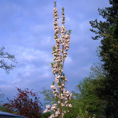 Pour Petits Espaces et Pots : ‘Amanogawa’, ‘Kojo-no-mai’, ‘Snow Fountains’