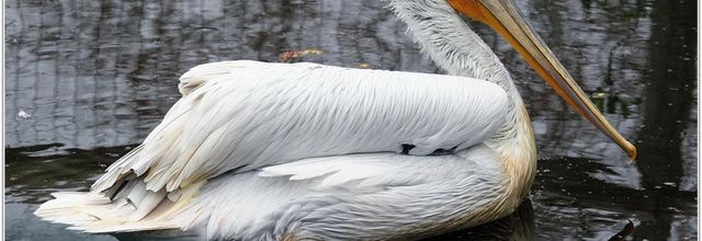 Pélican Frisé (1) - Pelecanus crispus
