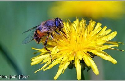Eristale Tenace (2) - Eristalis tenax