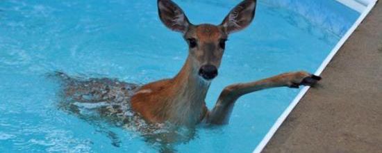 Ces animaux sauvages qui squattent les piscines privées
