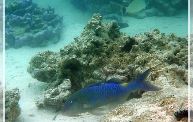Rouget-barbet doré, Yellowsaddle goatfish or Goldspotted goatfish (Parupeneus cyclostomus) - Lagon bleu - Atoll de Fakarava - Tuamotu - Polynésie française