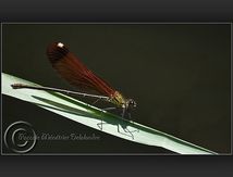 Calopteryx virgo femelle