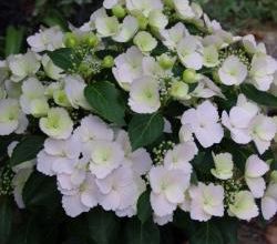 Hydrangea Runaway Bride
