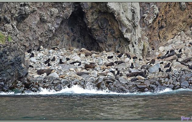 Otarie à fourrure subantarctique, ou Otarie d'Amsterdam, Subantarctic fur seal (Arctocephalus tropicalis ) - Nightingale Island - Tristan da Cunha