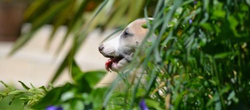 Les joies du jardin!