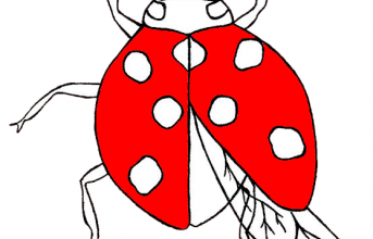 Nomenclatures sur la coccinelle