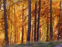 Quel merveilleux automne #1