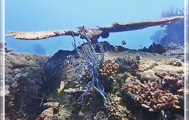  Éponge corde ramifiée, Wall sponge (Callyspongia (Euplacella) aff biru) - Les Tétons - Tsarabanjina - Archipel Mitsio - Madagascar