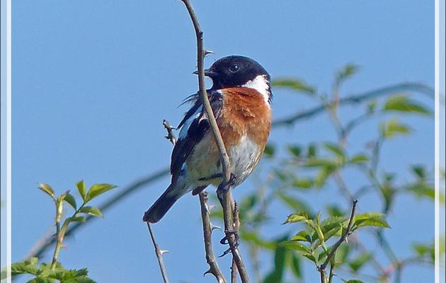 Tarier Pâtre mâle, European Stonechat ( Saxicola rubicola) - La Couarde-sur-Mer - Ile de Ré - 17