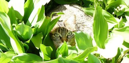 Le muguet dangereux pour nos animaux