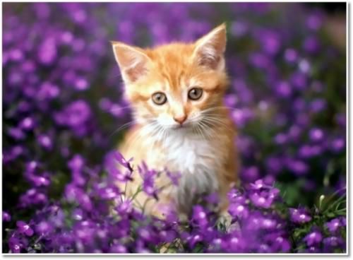Extraits de livres lus "Le petit livre de l'amour authentique" 'l'amour non violent