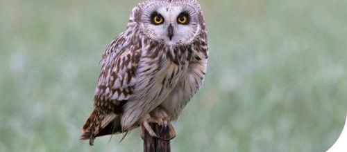 Le Hibou des marais