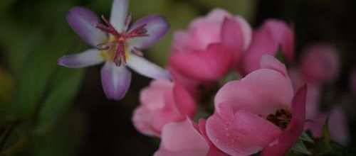 Tu m'aime ?