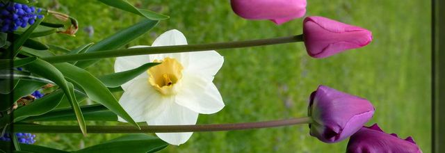 Jardin de mon fils