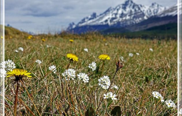 Tourbière couverte de Primevères de Magellan (Primula magellanica) - Terre de Feu - Argentine