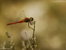 Sympetrum fonscolombii ♂ (Sympétrum de fonscolombe) 