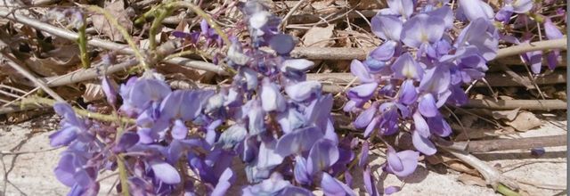 Une balade fleurie dans mon village, le 25 mars (suite)...