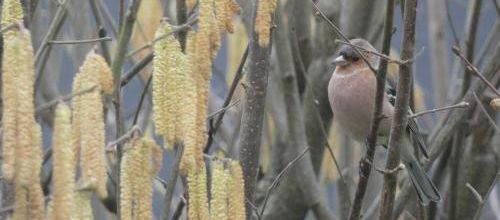 Bonjour Printemps...