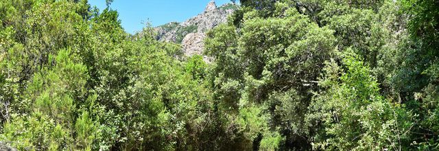 Sentier des mésanges bleues - Forêt de Piriu - Corse