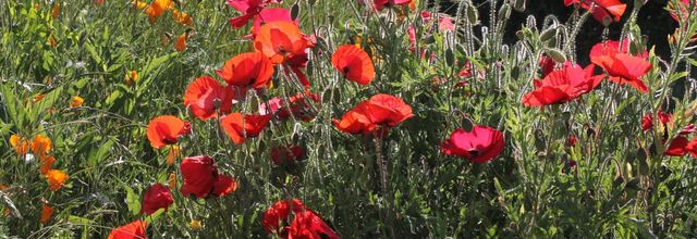 Coquelicots magiques 