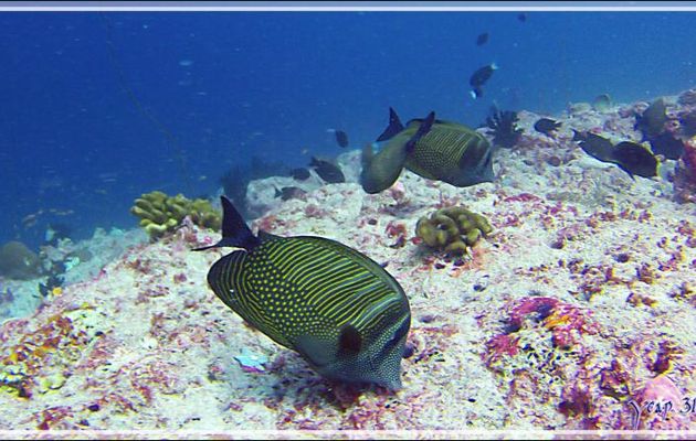 Chirurgien voilier ou à voile ou de Desjardin, Sailfin tang (Zebrasoma desjardinii) - Thudufushi Thila - Atoll d'Ari - Maldives