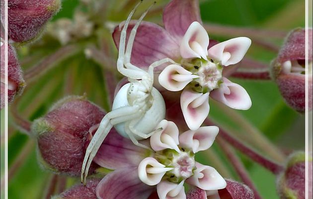 Araignée crabe Thomise variable (Misumena vatia) sur fleur de Plante aux perruches (Asclepia cornuti) - Lartigau - Milhas - 31