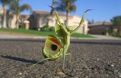 L'art de la photographie...