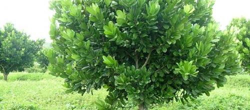 Abricot tropical...