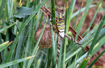 dans mon jardin fin septembre