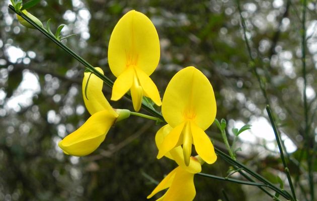 Des fleurs jaune Genet et ajonc