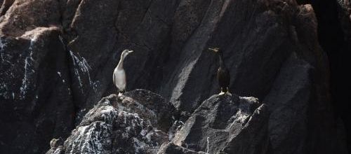 ... ça se corse pour les cormorans...