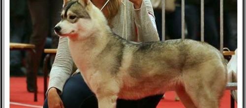 Exposition canine de Toulouse (21 mars 2015)