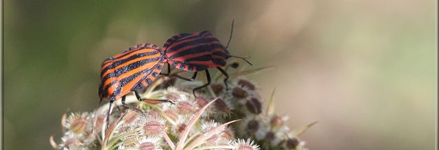 Punaise arlequin