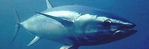 Quotas de pêche au thon rouge, hausse prématurée