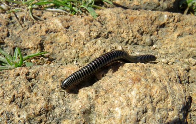 une bébète sur les rochers ?