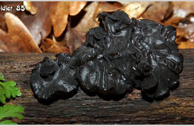 Exidie Glanduleuse (1) - Exidia glandulosa
